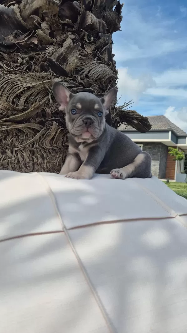 2 Renkli French Bulldog Yavruları Çiftlikten