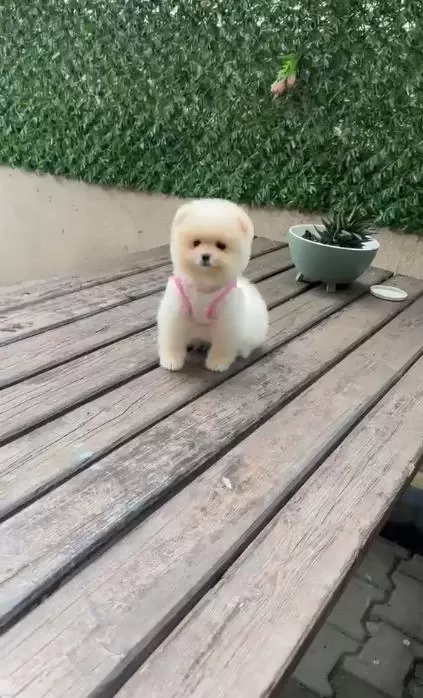 Safkan Pomeranian Boo Yavru 2.5 Aylık