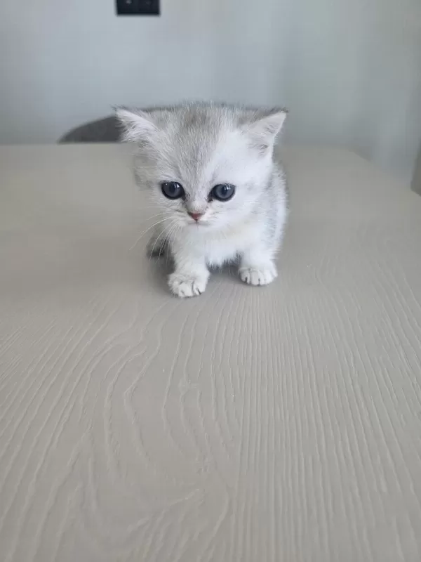 British Shorthair Yavrularımıza Sıcak Yuva Arıyoruz