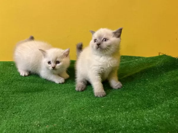 Piril Piril Blue Point British Shorthair Bebekler