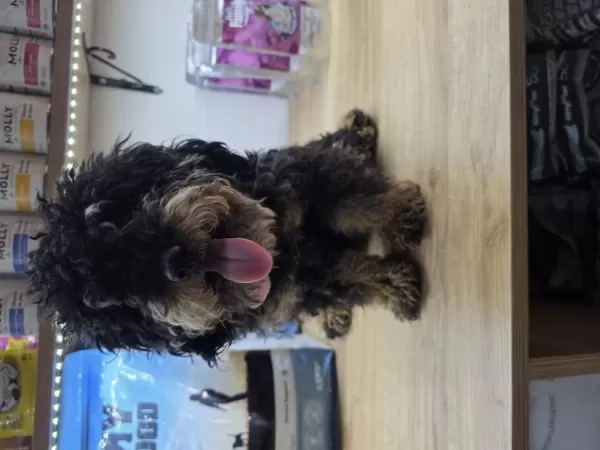 9 Aylik Dişi Çok Özel Toy Poodle