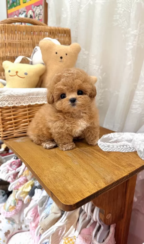 Teacup Kore Maltipoo Yavruları