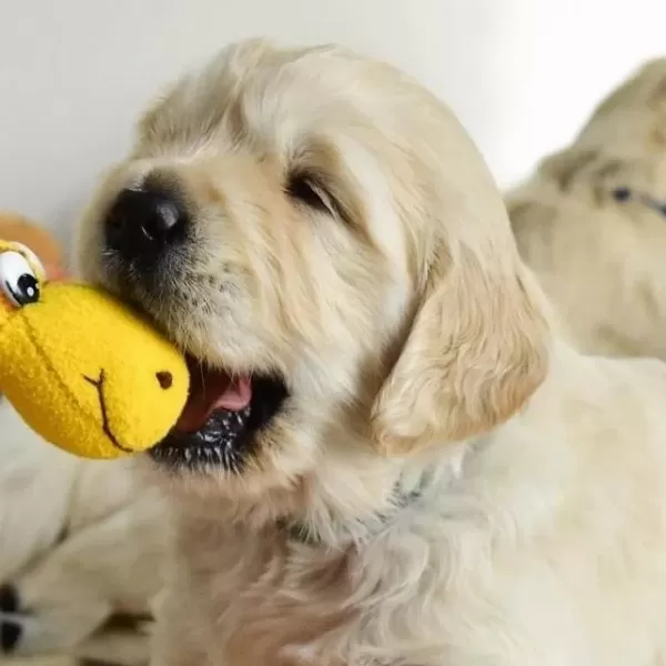 Golden Retriever Yavrulari
