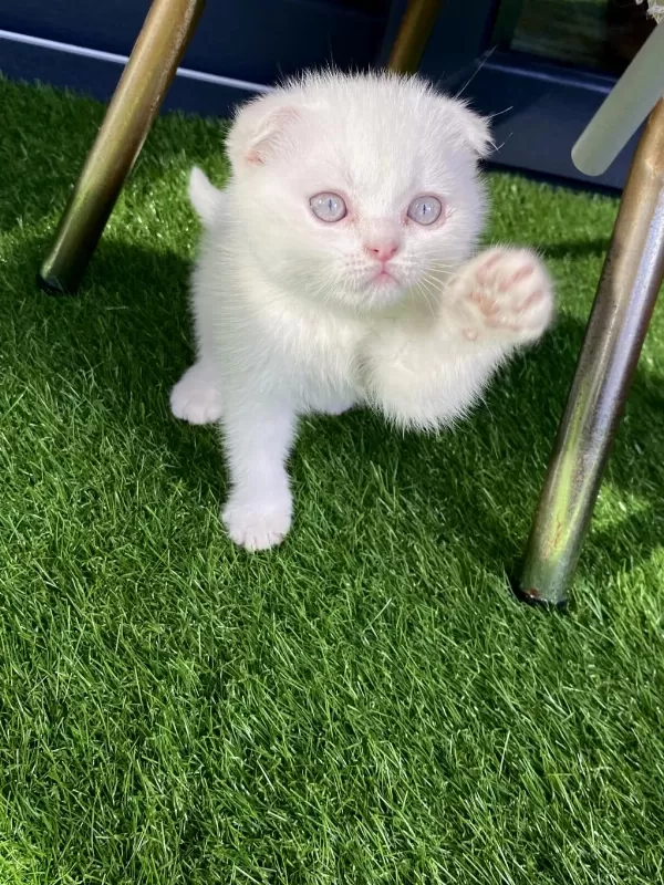 Kırık Kulak Scottish Fold Pamuk Gibi Yavru
