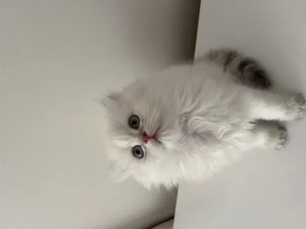 British Longhair Yavrular