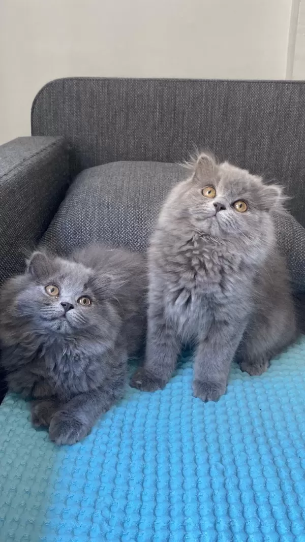 British Longhair Yavrularım
