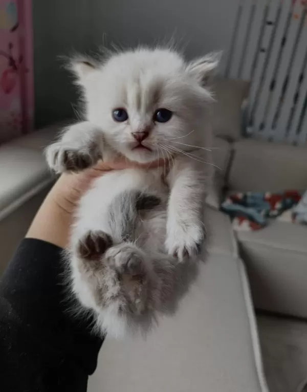 Harika Chinchilla Yavrular