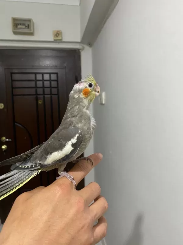 Yavru Sultan Papağanı