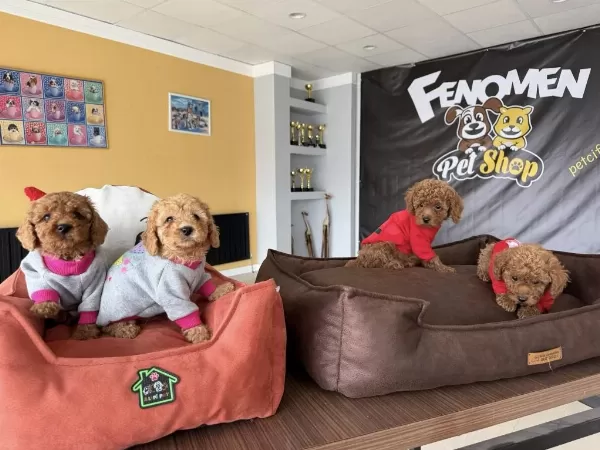 Wc Egitimli Toy Poodle Yavrularımız Fenomen Pets Ankara