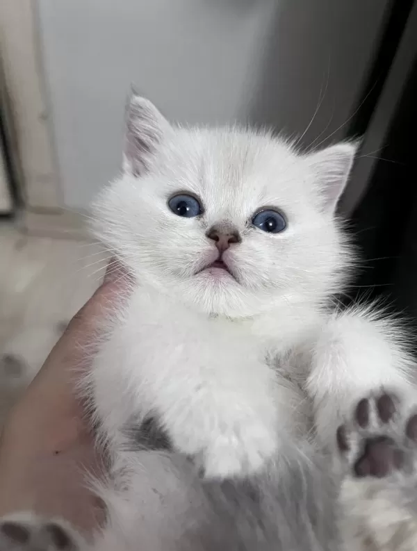 British Shorthair Erkek (açıklamayı Okuyunuz)