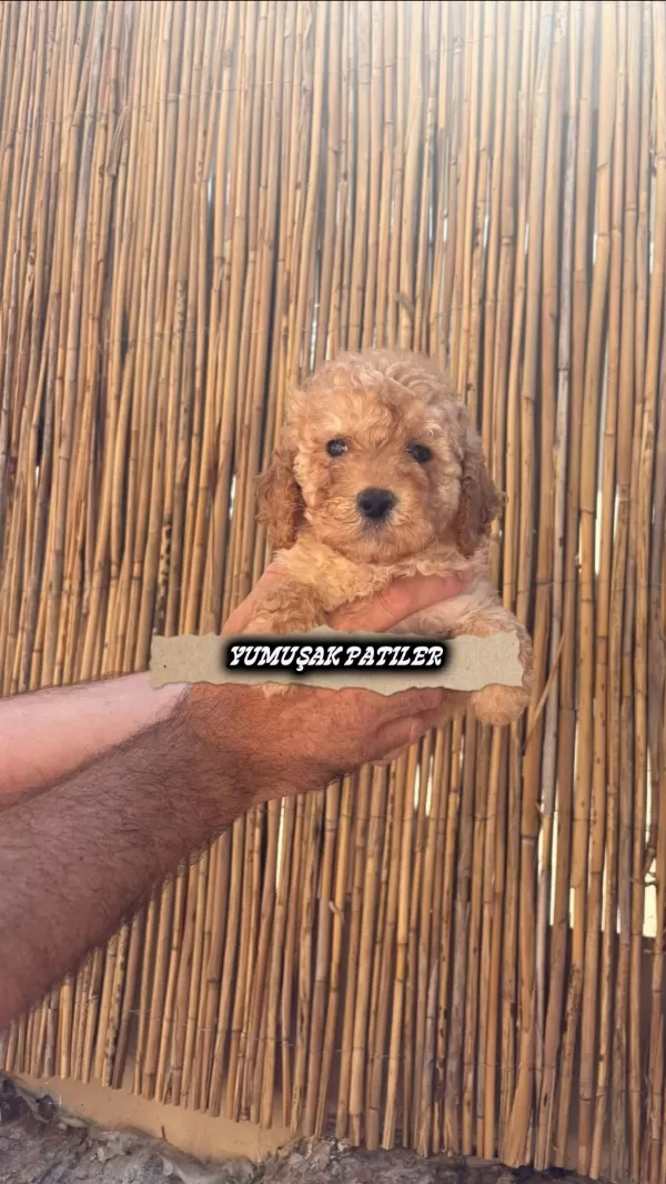 Sevimli İrk Toy Poodle