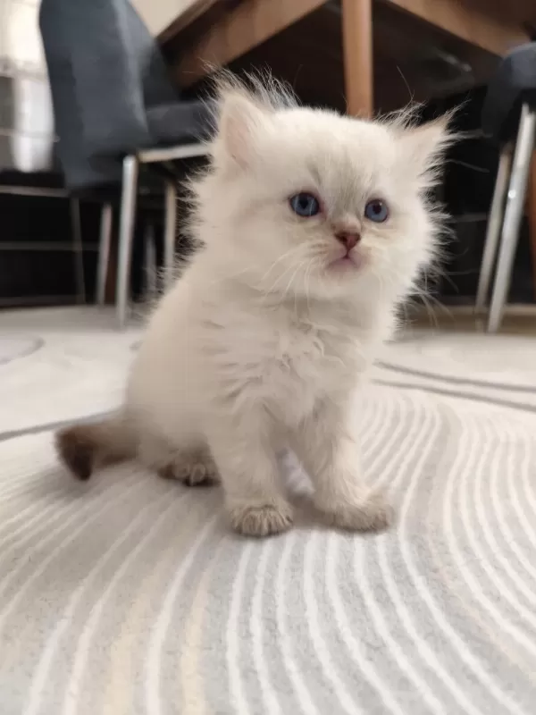Safkan British Longhair