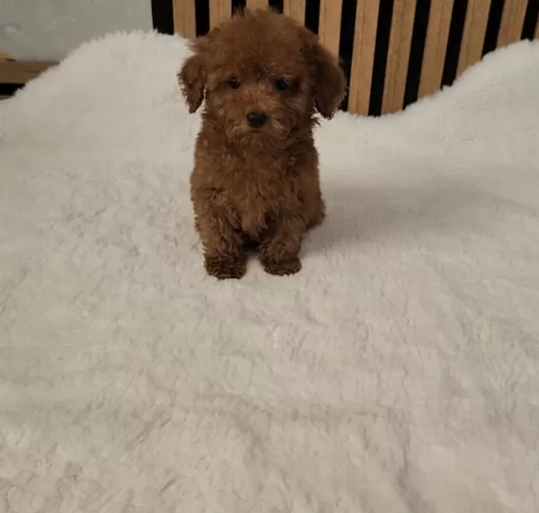 Toypoodle Yavrularımız