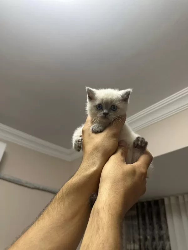 1 Mayıs Doğumlu British Shorthair Bebekler