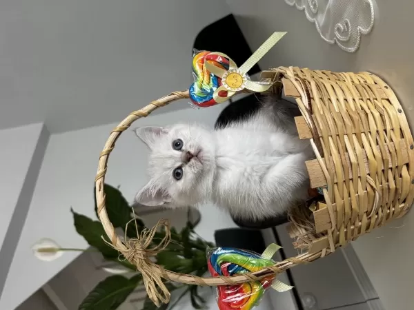 Beyaz British Shorthair 2 Aylık