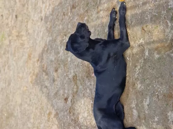 1 Yaşında Dişi Cane Corso