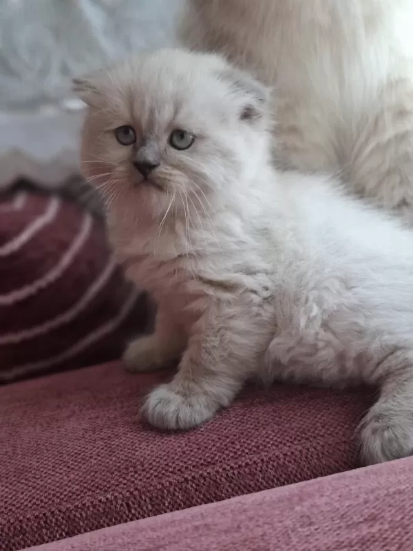 Safkan Himalayan Sağlıklı Yavru