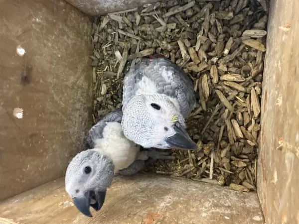 Evlat Arayanlara El Besleme Bebek Jakolar