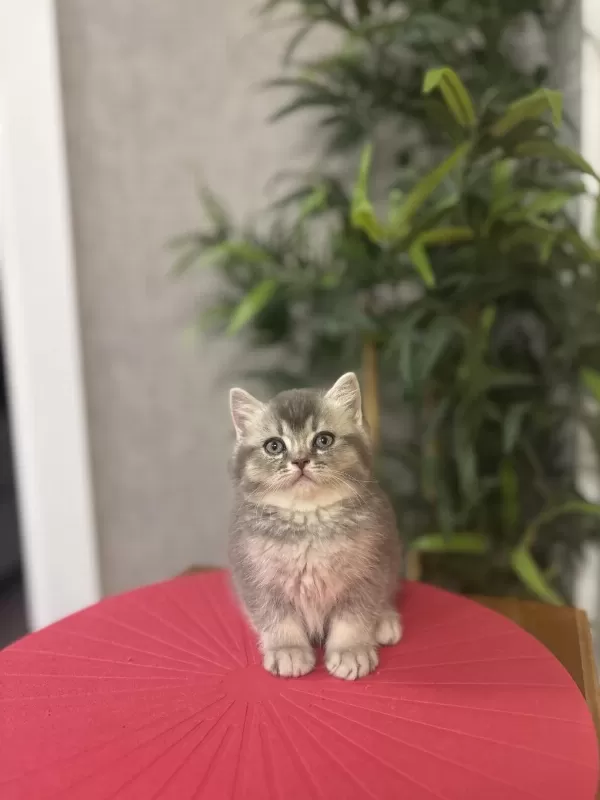Güzeller Güzeli British Shorthair Yavrular