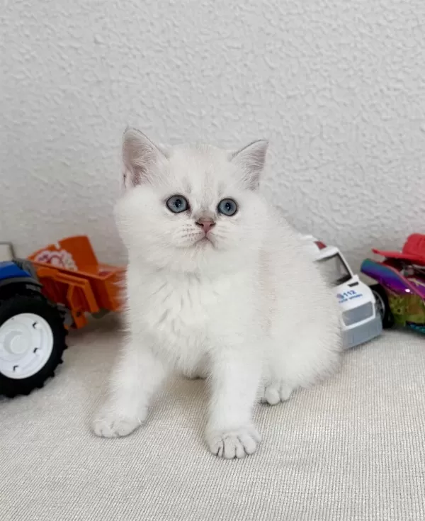 British Shorthair Bebek Kediler