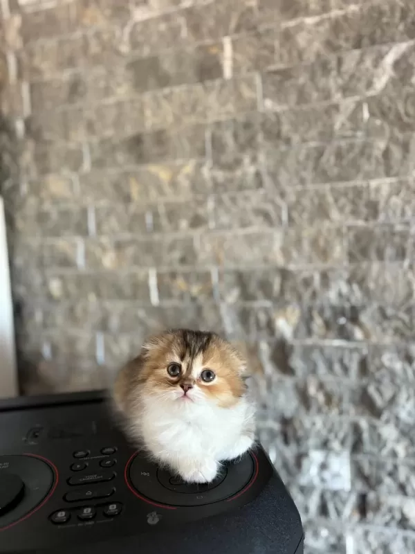 Scottish Fold Sevimli Yavrularim