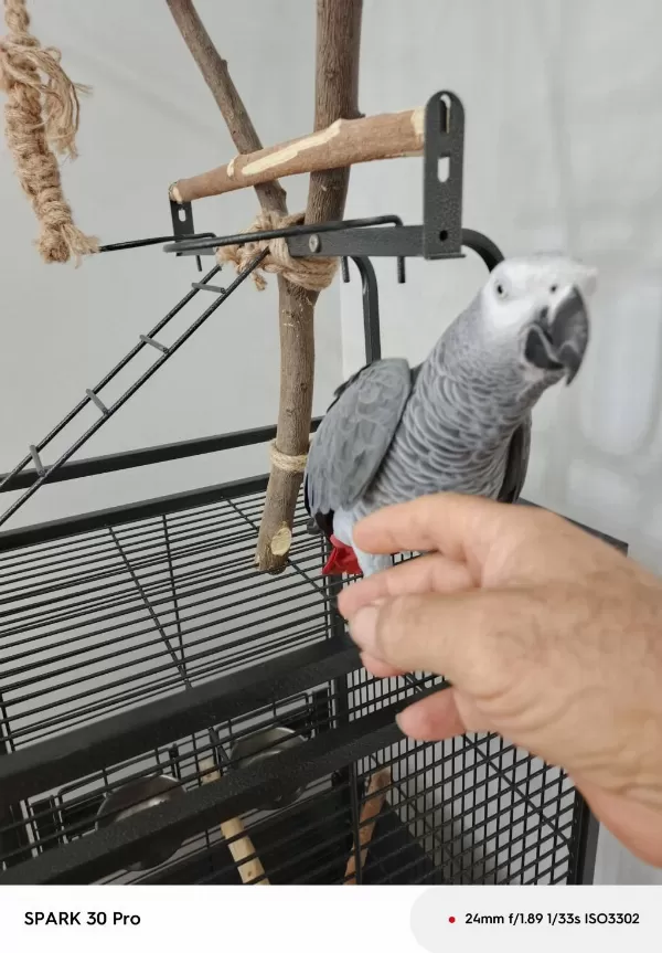 Sahiplendirilecek Jako Papağanı