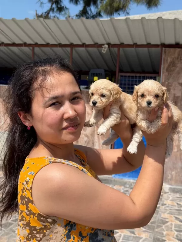 Maltipoo Yavru Köpekler