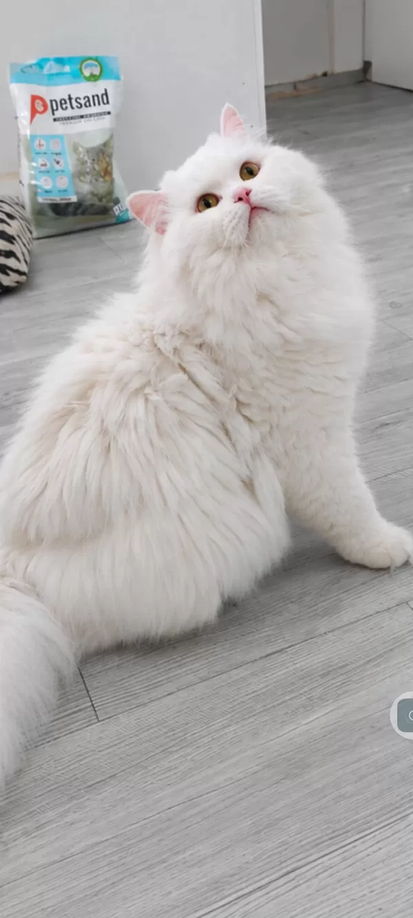 British Longhair 1 Yaşında
