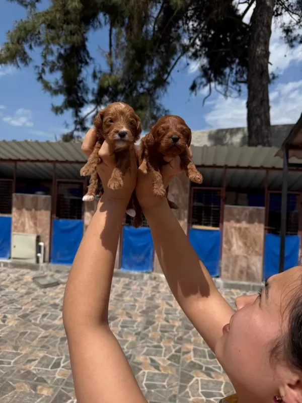 Maltipoo Yavrularımız