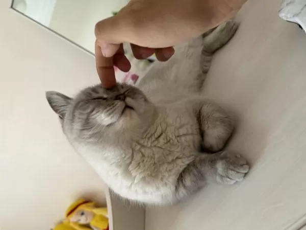 Dişi British Shorthair