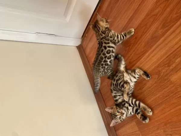 Sağlıklı Safkan Bengal