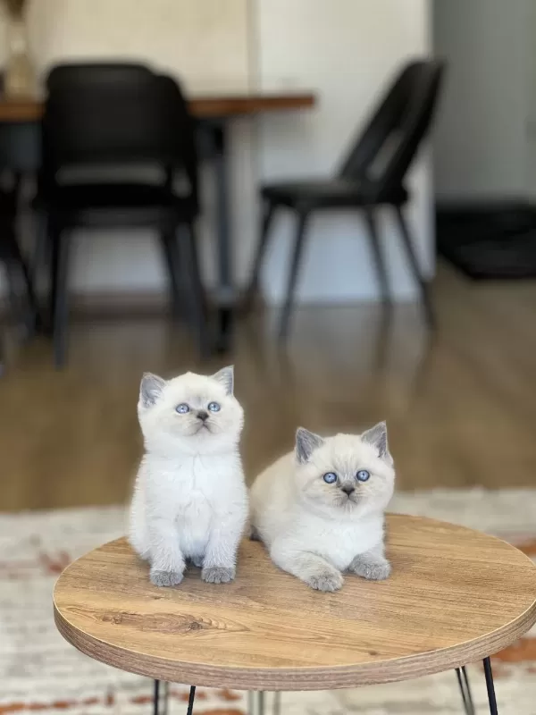 Sevecen Britiah Shorthair Blue Poimt Yavrum
