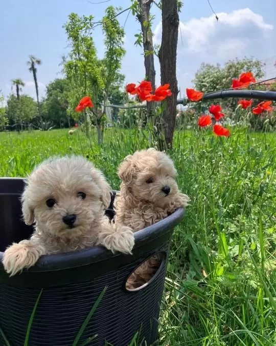 İrk Garantili Maltipoo Yavrulari