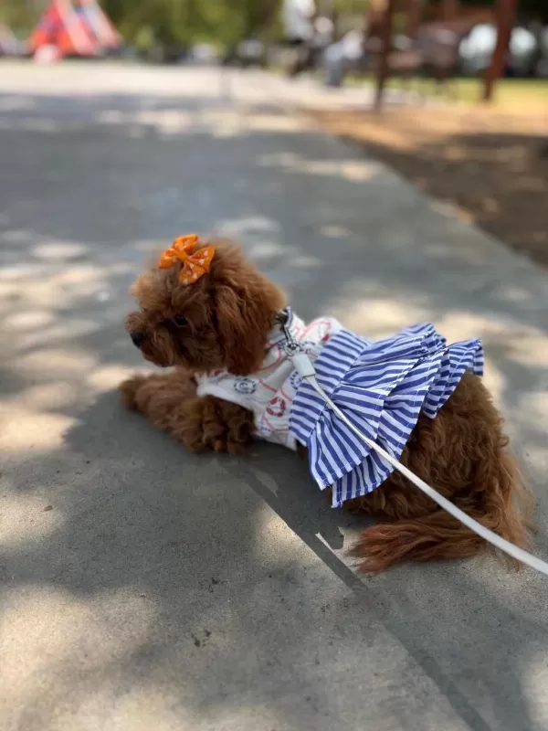 Teacup Cinsi Poodle 8 Aylik