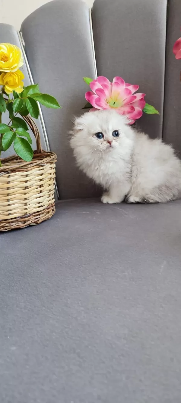 Scottish Fold Yavrumuz