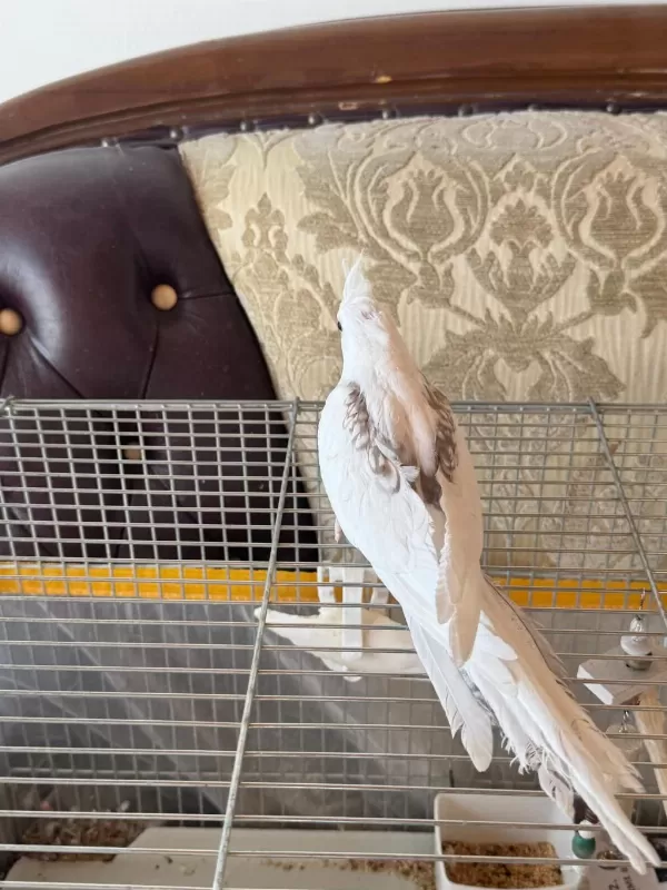 2,5 Aylık Zincir Desen Sultan Papağanı