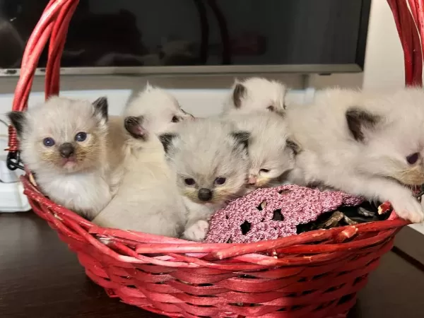 Şecere Garantili Anne Ve Baba Şampiyon Hatlardan Kediler