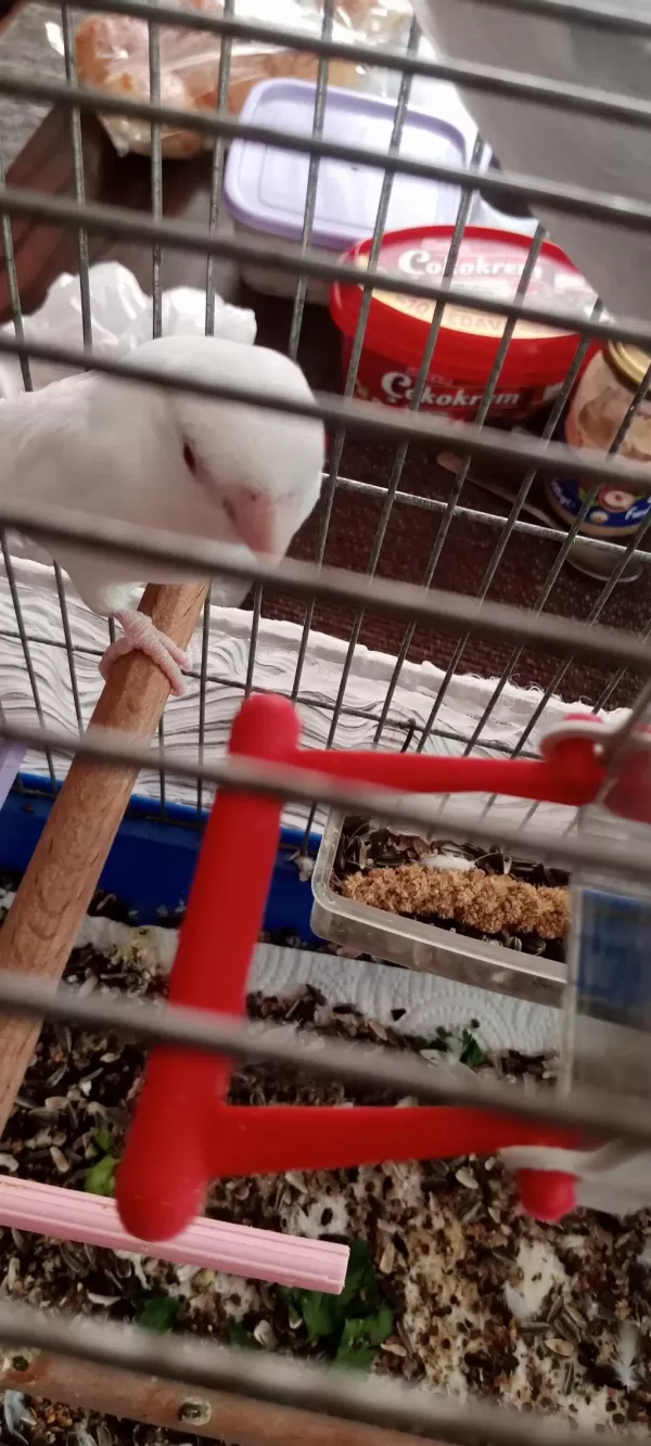 Albino Kırmızı Göz Dişi Forpus