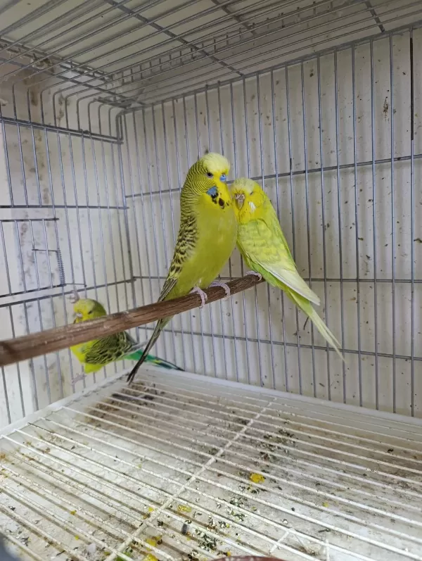 Jumbo Muhabbet Kuşları 2 Çift