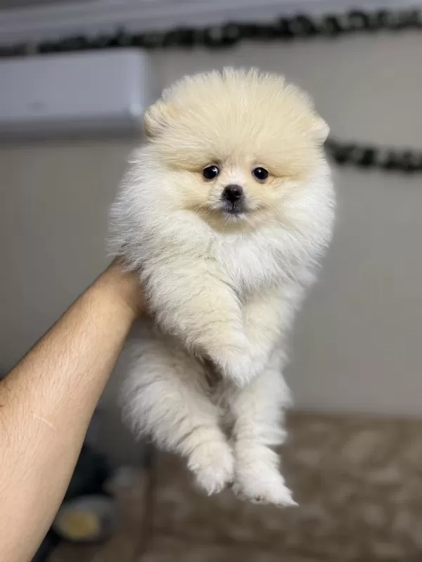 Pomeranian Kg Garantili Yavrularımız