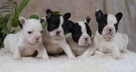 Elit Patiler Farkıyla French Bulldog Yavrular