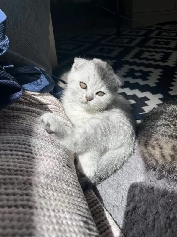 Anne Yanindan Scottish Fold