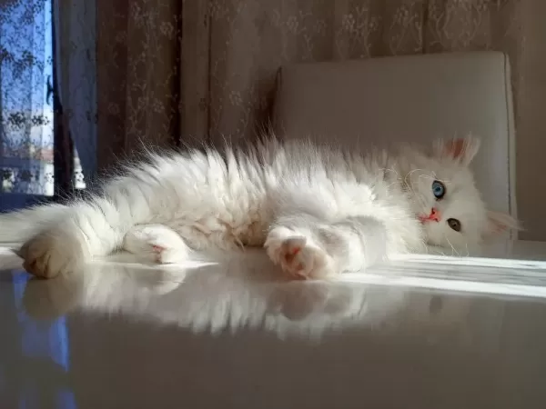 Çok Nadir Bulunan Yavru Kedimiz