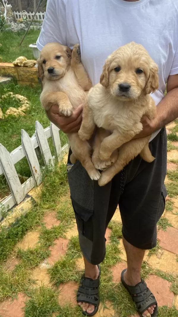 Erkek Golden Retriever Yavrumuz