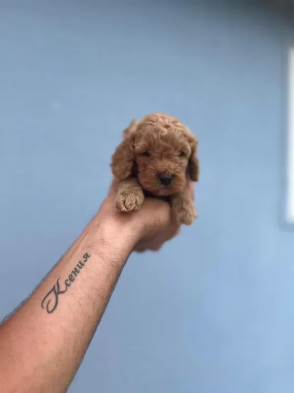Her Renk Maltipoo Yavrumuzu Canlı Görebilirsiniz