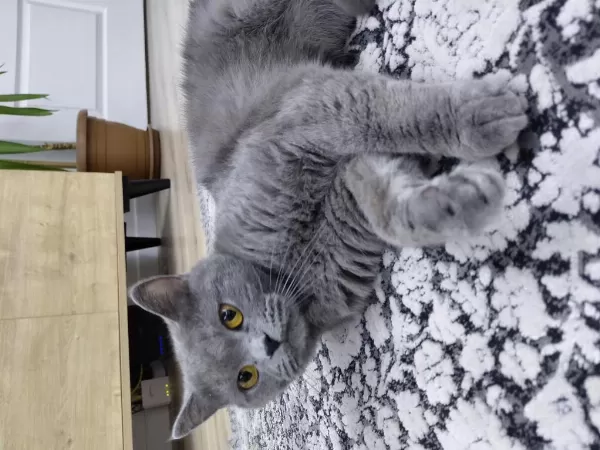 Acil Sahiplendirilecek British Shorthair Dişi