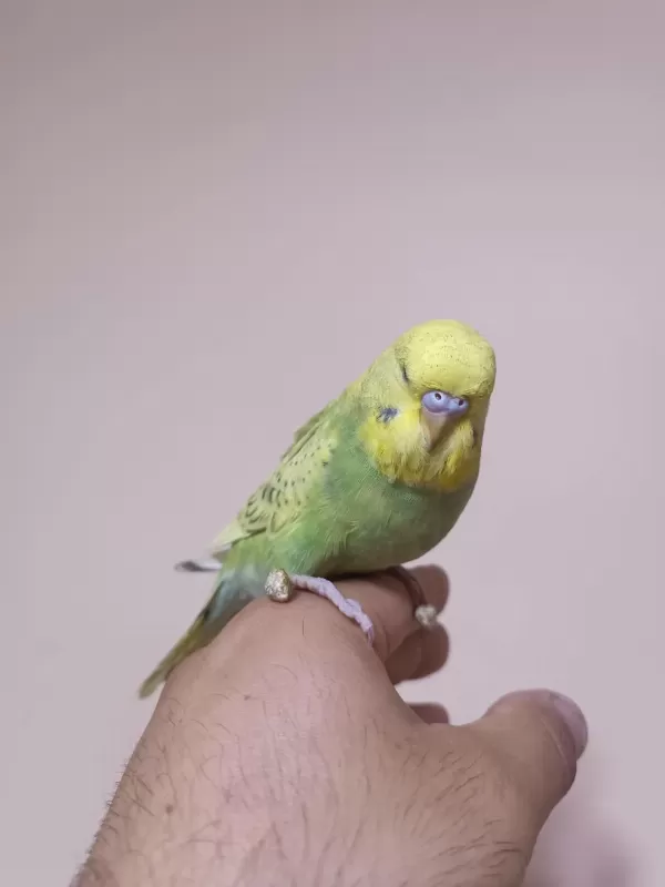 Jumbo Muhabbet Kuşu Yavrular