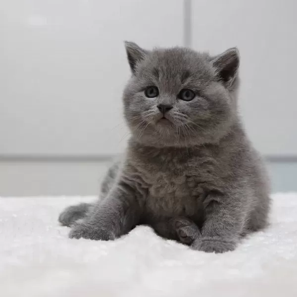 British Shorthair Yavrulari