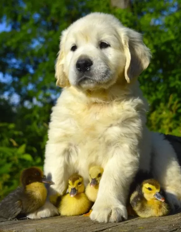 Golden Retriever Adrese Teslim Kapıda Ödeme Yapabilirsiniz