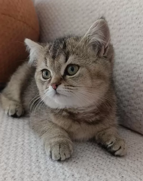 Yakışıklı Yavru British Shorthair